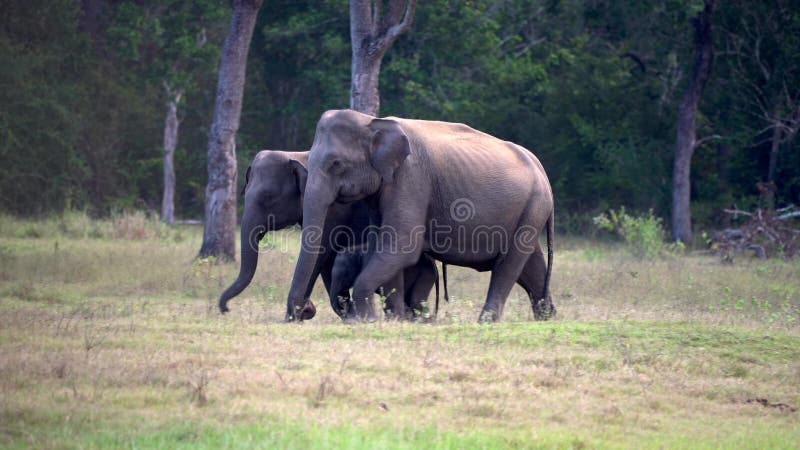 El elefante del beb? es rodeado por los padres mientras que caminan