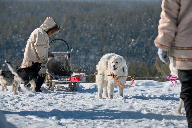 El equipo del perro de trineo est? esperando las razas, Yakutia fotos de archivo libres de regalías El equipo del perro de trineo est? esperando las razas, Yakutia fotos de archivo libres de regalías