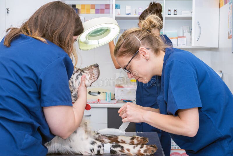 El equipo veterinario coloca el vendaje estéril en pata del perro