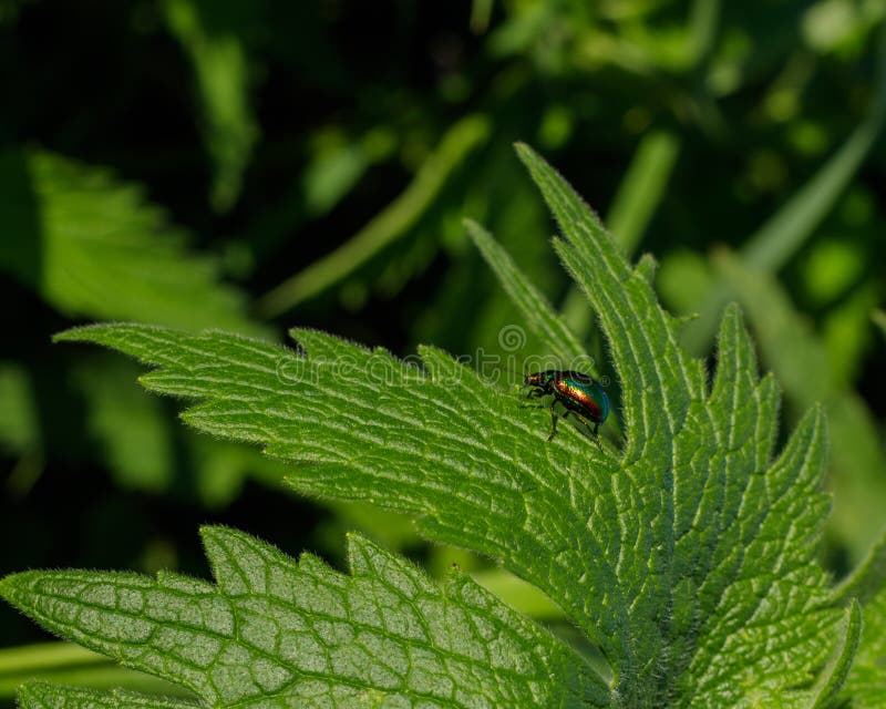 El escarabajo de hoja colorido vaga alrededor de una hoja verde de plantas silvestres jovenes de cáñamos imágenes de archivo libres de regalías El escarabajo de hoja colorido vaga alrededor de una hoja verde de plantas silvestres jovenes de cáñamos imágenes de archivo libres de regalías