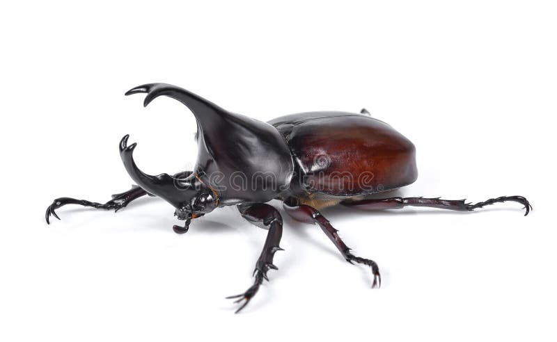 El escarabajo de rinoceronte masculino, escarabajo de Hércules, escarabajo del unicornio, cuerno sea imágenes de archivo libres de regalías El escarabajo de rinoceronte masculino, escarabajo de Hércules, escarabajo del unicornio, cuerno sea imágenes de archivo libres de regalías