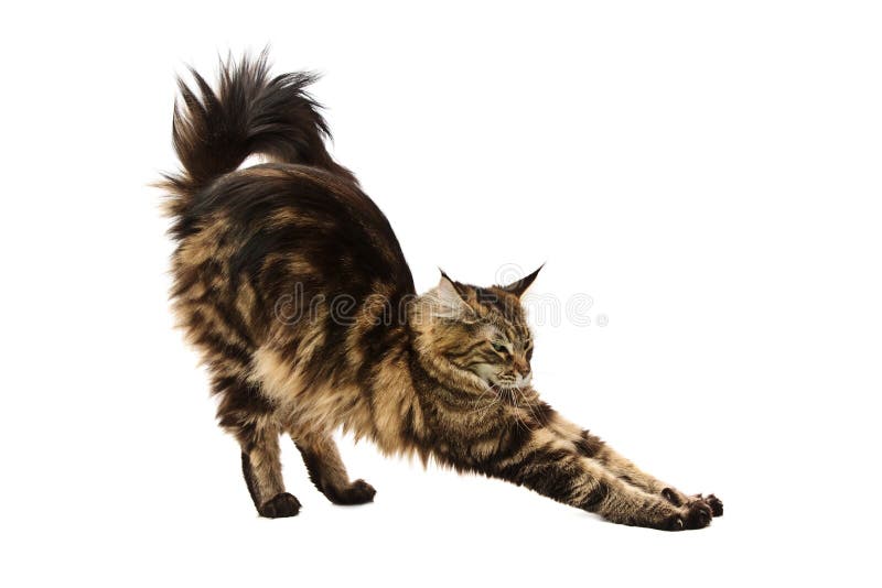 Maine coon cat stretching against white background. Maine coon cat stretching against white background