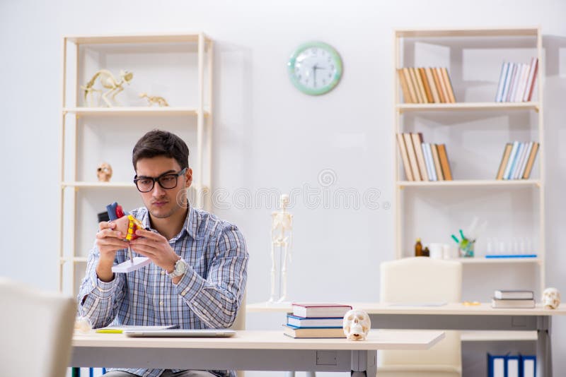 El estudiante que estudia diversas partes de corazón imágenes de archivo libres de regalías