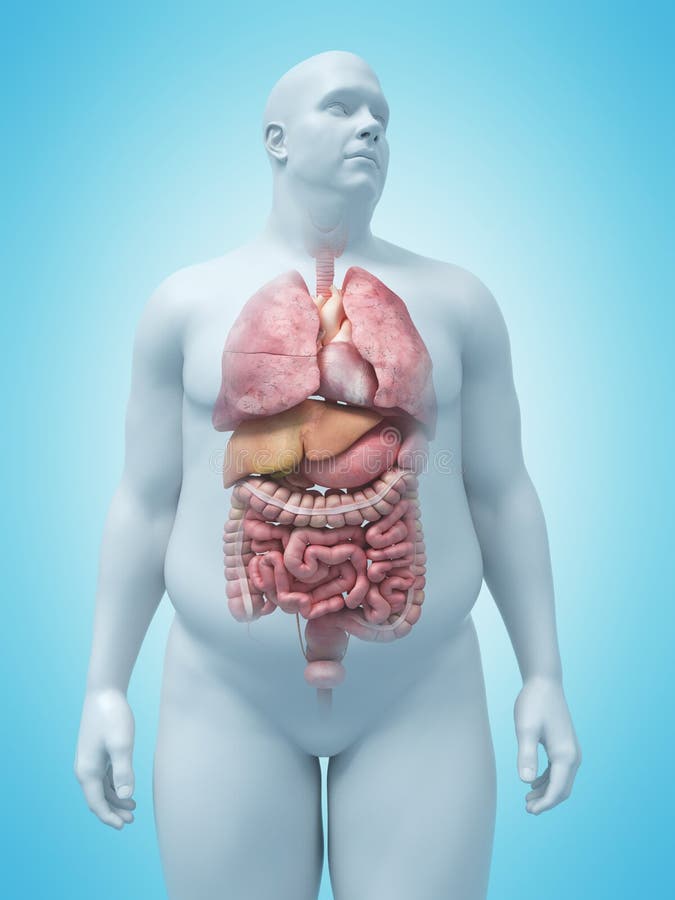 3d rendered medically accurate illustration of an overweight mans organs. 3d rendered medically accurate illustration of an overweight mans organs