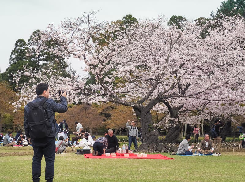 El festival de goce japonés de las flores de cerezo adentro korakuen el jardín fotos de archivo libres de regalías El festival de goce japonés de las flores de cerezo adentro korakuen el jardín fotos de archivo libres de regalías