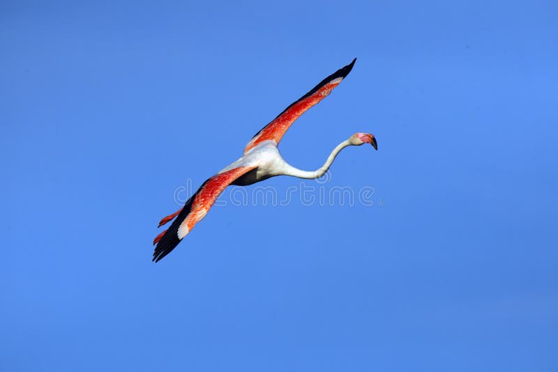 sobre hablar conductor El Flamingo Mayor, Phoenicopterus Roseus, Volando a Través Del Sol Flamingos  En Las Mañanas Imagen de archivo - Imagen de avituallamiento, aire:  173160289
