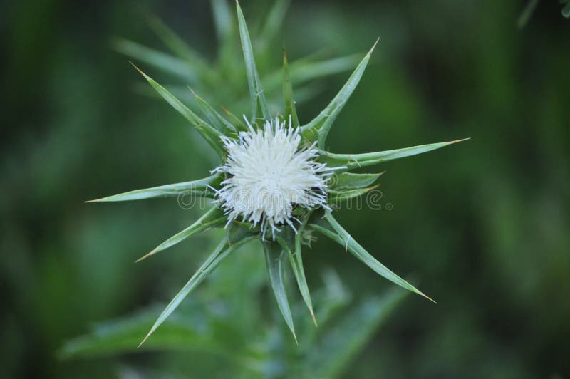 El flor blanco no visto de la primavera protegió altamente fotos de archivo libres de regalías El flor blanco no visto de la primavera protegió altamente fotos de archivo libres de regalías