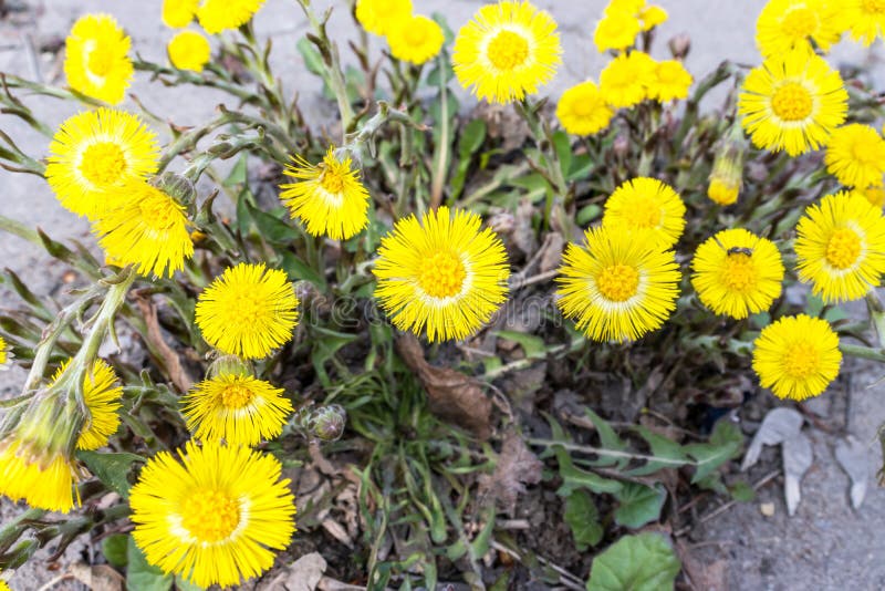 El foalfoot amarillo brillante florece farfara del tussilago en piso pedregoso Grupo de flores de la primavera imágenes de archivo libres de regalías El foalfoot amarillo brillante florece farfara del tussilago en piso pedregoso Grupo de flores de la primavera imágenes de archivo libres de regalías