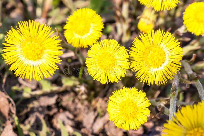 El foalfoot amarillo brillante florece farfara del tussilago en piso pedregoso Grupo de flores de la primavera fotografía de archivo libre de regalías El foalfoot amarillo brillante florece farfara del tussilago en piso pedregoso Grupo de flores de la primavera fotografía de archivo libre de regalías