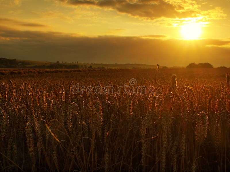 El fondo anaranjado nublado del cielo de la puesta del sol Rayos del sol poniente en horizonte en prado rural imagen de archivo libre de regalías El fondo anaranjado nublado del cielo de la puesta del sol Rayos del sol poniente en horizonte en prado rural imagen de archivo libre de regalías