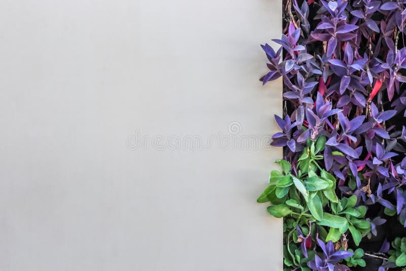 El fondo blanco de la pared adorna con color de la púrpura del spathacea del Tradescantia foto de archivo El fondo blanco de la pared adorna con color de la púrpura del spathacea del Tradescantia foto de archivo