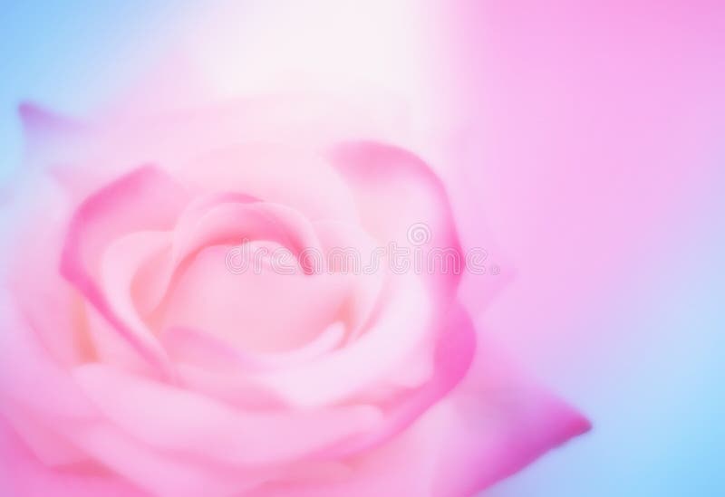 El fondo borroso azul rosado suave con subió imagen de archivo libre de regalías El fondo borroso azul rosado suave con subió imagen de archivo libre de regalías