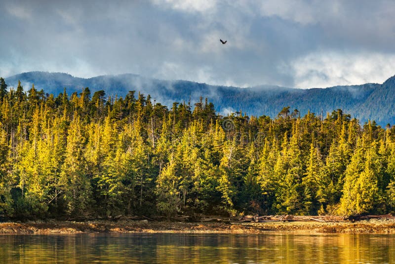 El fondo de la orilla del paisaje de la naturaleza del pájaro de la fauna del bosque de Alaska con el vuelo del águila calva sobr fotografía de archivo El fondo de la orilla del paisaje de la naturaleza del pájaro de la fauna del bosque de Alaska con el vuelo del águila calva sobr fotografía de archivo
