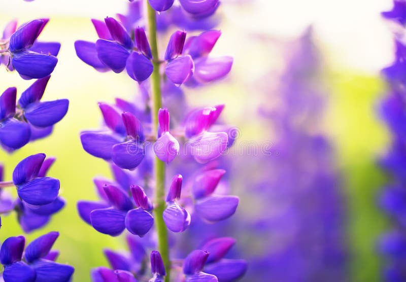 El fondo de las flores azules hermosas brillantes del lupine crece en el s fotos de archivo libres de regalías