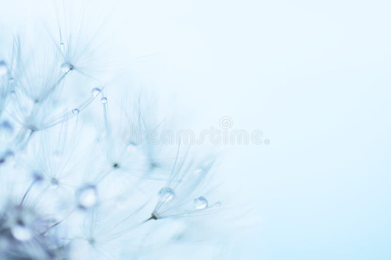 El fondo floral abstracto azul, primer del diente de león florece imagen de archivo libre de regalías