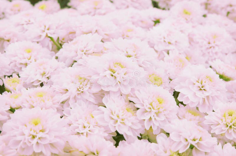 El Fondo Hermoso Del Diente De León, Las Flores Rosas Claras Está Floreciendo En El Jardín Foto de archivo - Imagen de fondo, flor: 152713988 El Fondo Hermoso Del Diente De León, Las Flores Rosas Claras Está Floreciendo En El Jardín Foto de archivo - Imagen de fondo, flor: 152713988