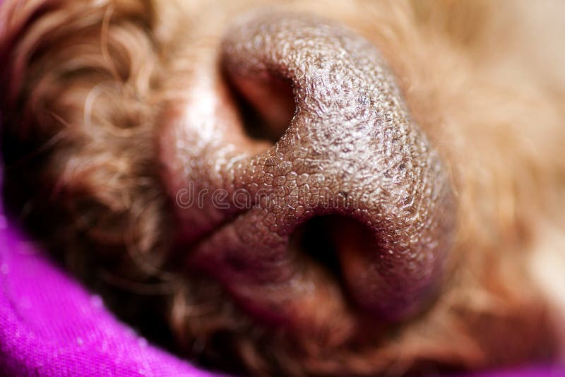 El fondo macro hermoso Lagotto Romagnolo de la nariz de perro cría 50,6 megapíxeles 6480 con 4320 pixeles imagen de archivo El fondo macro hermoso Lagotto Romagnolo de la nariz de perro cría 50,6 megapíxeles 6480 con 4320 pixeles imagen de archivo