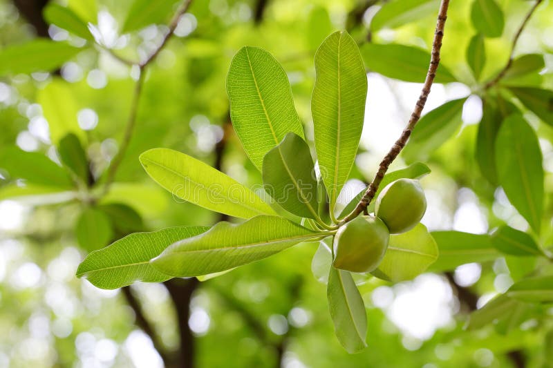 Ochrosia elliptica Labill. is a plant of the Oleander family and the Rosa genus. It is distributed in Australia, Taiwan Island, Chinese Mainland, Guangdong and other places, and has been artificially introduced and cultivated. Trees, rich in milk, hairless. Leaves 3-4 in whorls, sparsely opposite, thin papery, obovate, oblong to wide elliptical, 8-15 cm long and 3-5 cm wide, with blunt or short pointed tips and a tapered base The lateral veins are several parallel and extremely dense The petiole is 1.5-2 centimeters long. In the summer when the fruits are ripe, the red and bright fruits hang among the trees, which is extremely beautiful. Ochrosia elliptica Labill. is a plant of the Oleander family and the Rosa genus. It is distributed in Australia, Taiwan Island, Chinese Mainland, Guangdong and other places, and has been artificially introduced and cultivated. Trees, rich in milk, hairless. Leaves 3-4 in whorls, sparsely opposite, thin papery, obovate, oblong to wide elliptical, 8-15 cm long and 3-5 cm wide, with blunt or short pointed tips and a tapered base The lateral veins are several parallel and extremely dense The petiole is 1.5-2 centimeters long. In the summer when the fruits are ripe, the red and bright fruits hang among the trees, which is extremely beautiful.