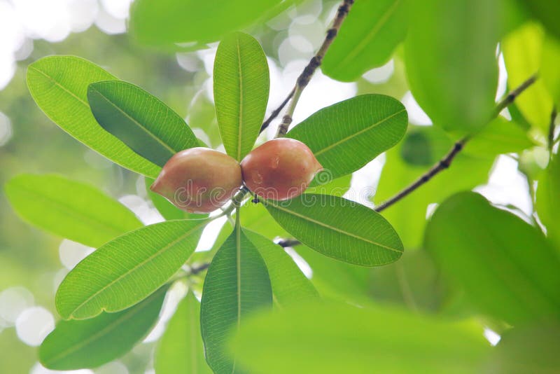 Ochrosia elliptica Labill. is a plant of the Oleander family and the Rosa genus. It is distributed in Australia, Taiwan Island, Chinese Mainland, Guangdong and other places, and has been artificially introduced and cultivated. Trees, rich in milk, hairless. Leaves 3-4 in whorls, sparsely opposite, thin papery, obovate, oblong to wide elliptical, 8-15 cm long and 3-5 cm wide, with blunt or short pointed tips and a tapered base The lateral veins are several parallel and extremely dense The petiole is 1.5-2 centimeters long. In the summer when the fruits are ripe, the red and bright fruits hang among the trees, which is extremely beautiful. Ochrosia elliptica Labill. is a plant of the Oleander family and the Rosa genus. It is distributed in Australia, Taiwan Island, Chinese Mainland, Guangdong and other places, and has been artificially introduced and cultivated. Trees, rich in milk, hairless. Leaves 3-4 in whorls, sparsely opposite, thin papery, obovate, oblong to wide elliptical, 8-15 cm long and 3-5 cm wide, with blunt or short pointed tips and a tapered base The lateral veins are several parallel and extremely dense The petiole is 1.5-2 centimeters long. In the summer when the fruits are ripe, the red and bright fruits hang among the trees, which is extremely beautiful.