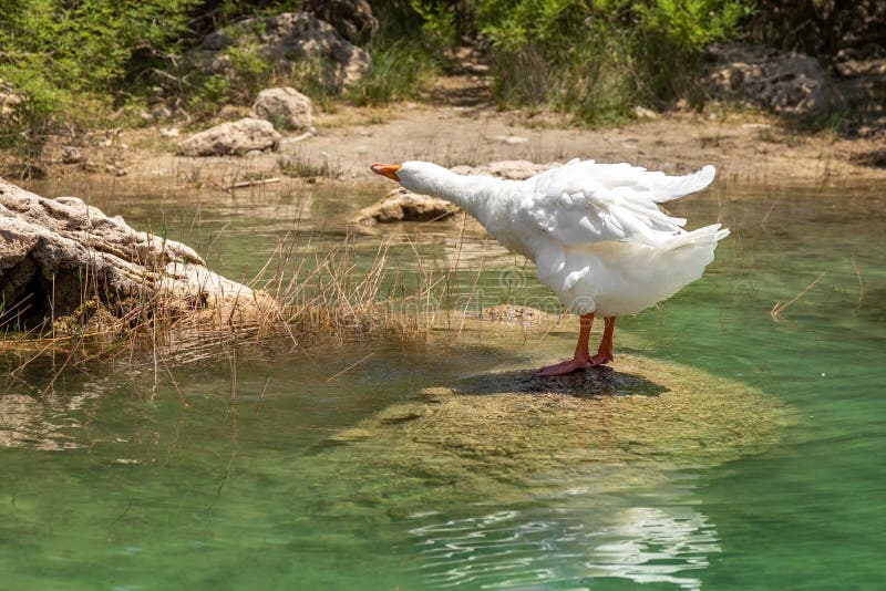 The white goose stands on the shore. The goose craned its neck. Photo. The white goose stands on the shore. The goose craned its neck. Photo