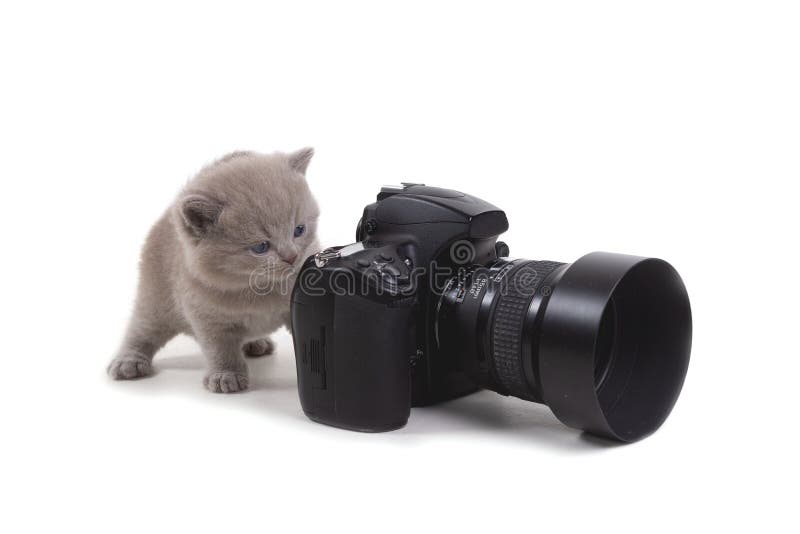 El gatito brit?nico p?rpura se coloca en un fondo blanco y miradas en la c?mara edad 1 mes fotografía de archivo El gatito brit?nico p?rpura se coloca en un fondo blanco y miradas en la c?mara edad 1 mes fotografía de archivo