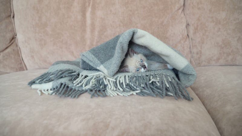 El gatito gris blanco está en el sofá con una manta almacen de video
