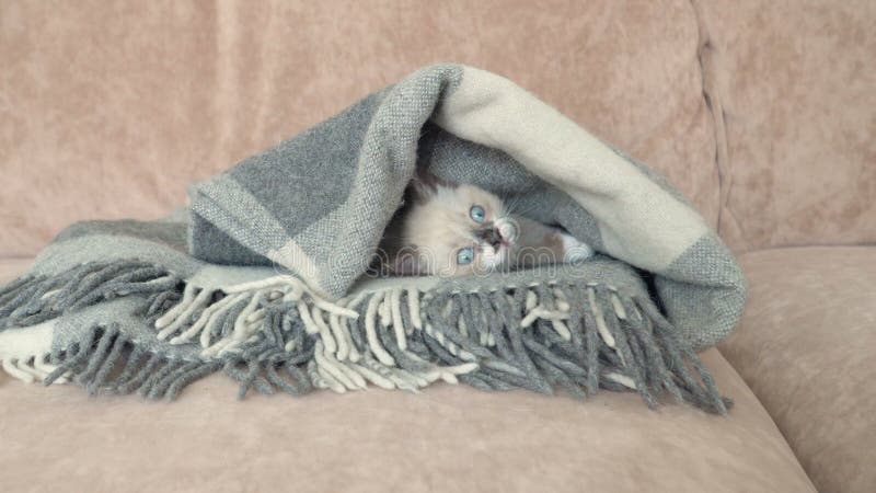 El gatito gris blanco está en el sofá con una manta metrajes