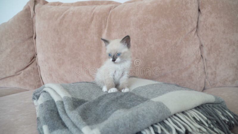 El gatito gris blanco está en el sofá con una manta metrajes
