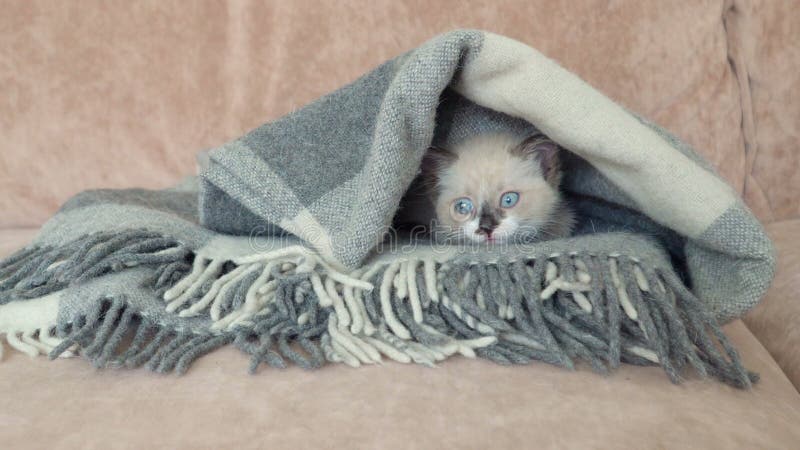 El gatito gris blanco está en el sofá con una manta almacen de video