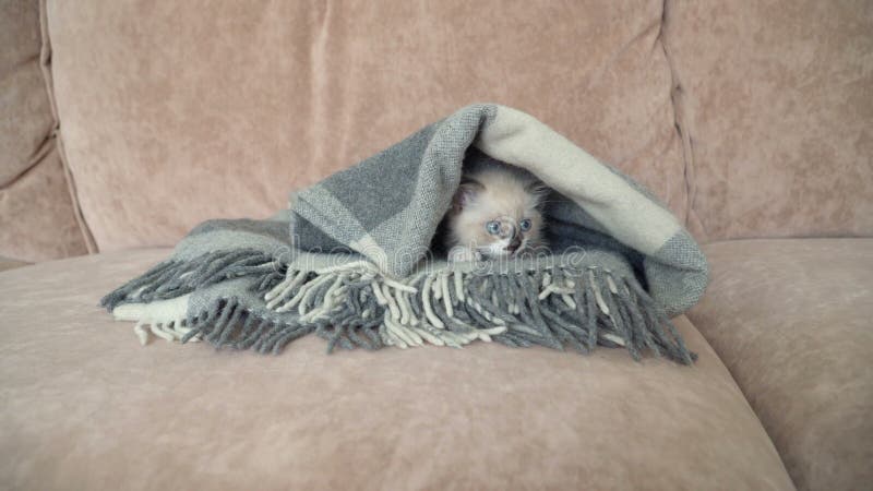 El gatito gris blanco está en el sofá con una manta almacen de video