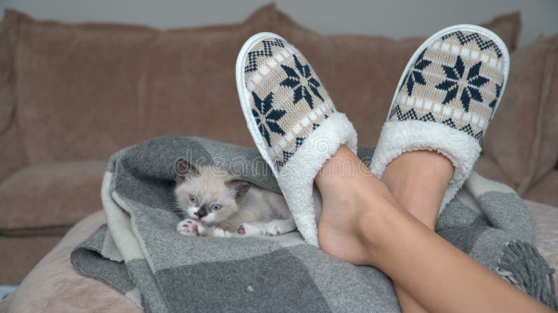 El gatito gris blanco está en el sofá con una manta almacen de metraje de vídeo