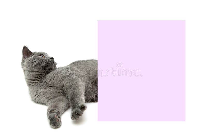 El gatito gris miente cerca de una bandera en un fondo blanco foto de archivo libre de regalías El gatito gris miente cerca de una bandera en un fondo blanco foto de archivo libre de regalías
