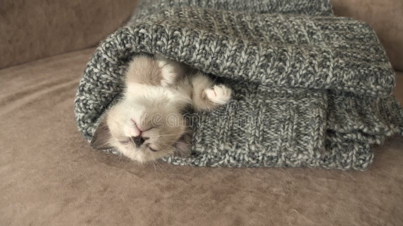 El gatito gris suave está cayendo sobre el sofá almacen de metraje de vídeo
