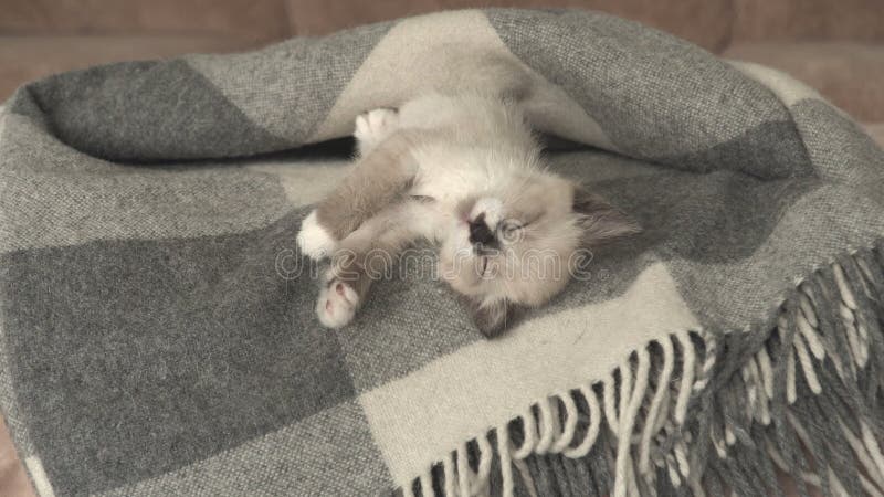 El gatito gris suave está cayendo sobre el sofá metrajes