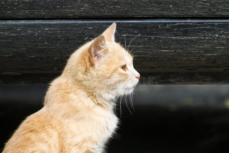 El gatito pelirrojo mira a un lado imagen de archivo El gatito pelirrojo mira a un lado imagen de archivo