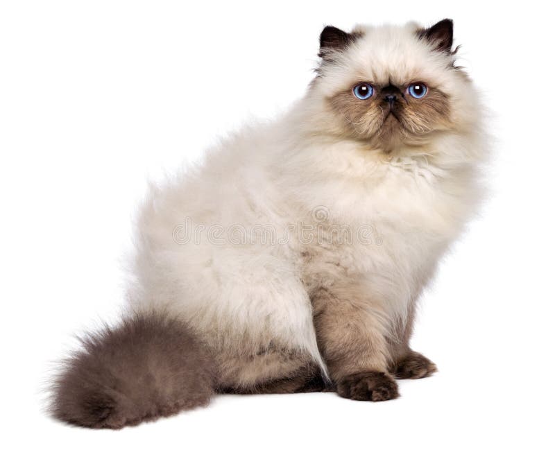 El gatito persa lindo del colourpoint del sello se está sentando de lado fotografía de archivo libre de regalías El gatito persa lindo del colourpoint del sello se está sentando de lado fotografía de archivo libre de regalías