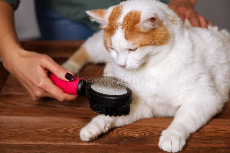 El gato blanco-rojo mira el cepillo para peinar el pelo e intentos para tomarlo Peinar gatos nacionales Concepto de cuidado de an imagen de archivo El gato blanco-rojo mira el cepillo para peinar el pelo e intentos para tomarlo Peinar gatos nacionales Concepto de cuidado de an imagen de archivo