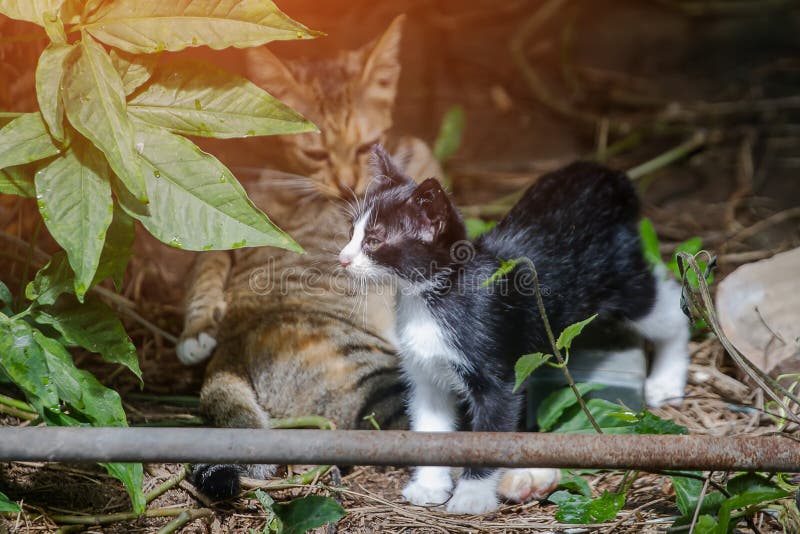 El gato de la madre que lame al limpiador usted mismo y mira jugar de los gatitos travieso imagen de archivo El gato de la madre que lame al limpiador usted mismo y mira jugar de los gatitos travieso imagen de archivo