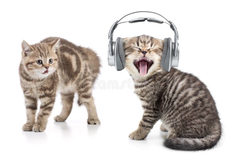 El gato divertido en música que escucha de los auriculares y otro gato es chocado por esto
