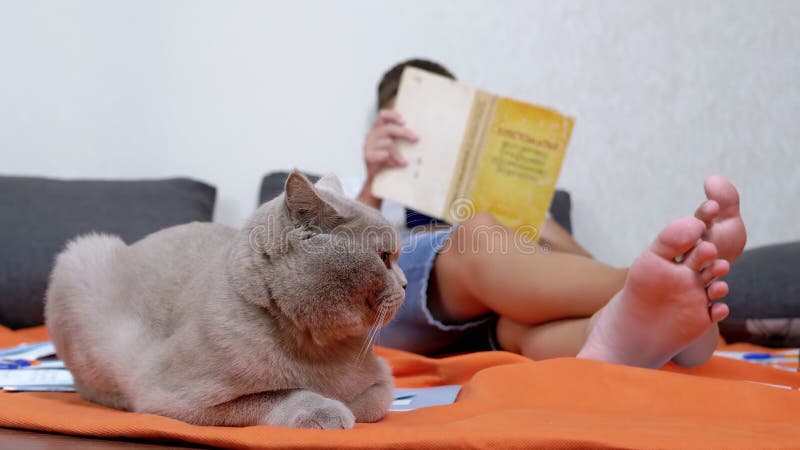 El Gato Esponjoso Está Descansando En La Alfombra Cerca De Los Pies  Descalzos De Un Niño Que Lee Almacen De Video - Vídeo de colegial,  necesidades: 252049893