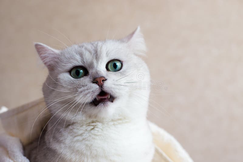 El Gato Está Maullando. Hermoso Gato Británico Con Grandes Ojos Verdes. Portada Animal Imagen de archivo - Imagen de lindo, mullido: