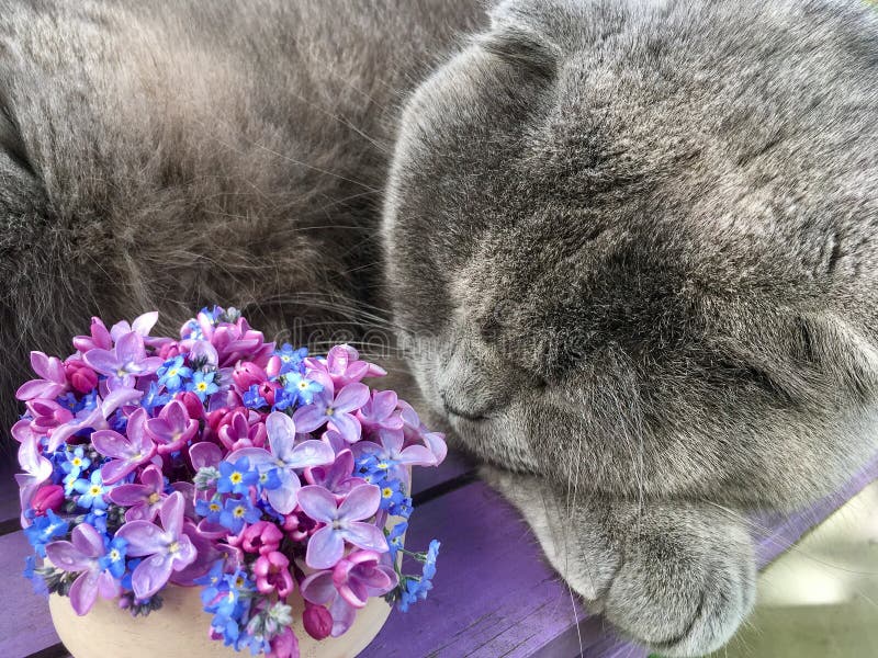 El gato gris duerme al lado de un ramo de lilas y de nomeolvides imagen de archivo libre de regalías El gato gris duerme al lado de un ramo de lilas y de nomeolvides imagen de archivo libre de regalías