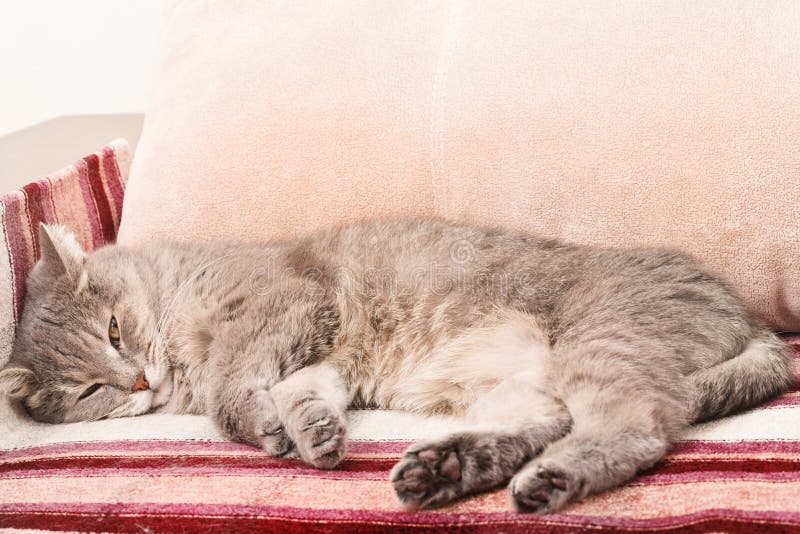 El gato gris duerme en una silla imágenes de archivo libres de regalías El gato gris duerme en una silla imágenes de archivo libres de regalías