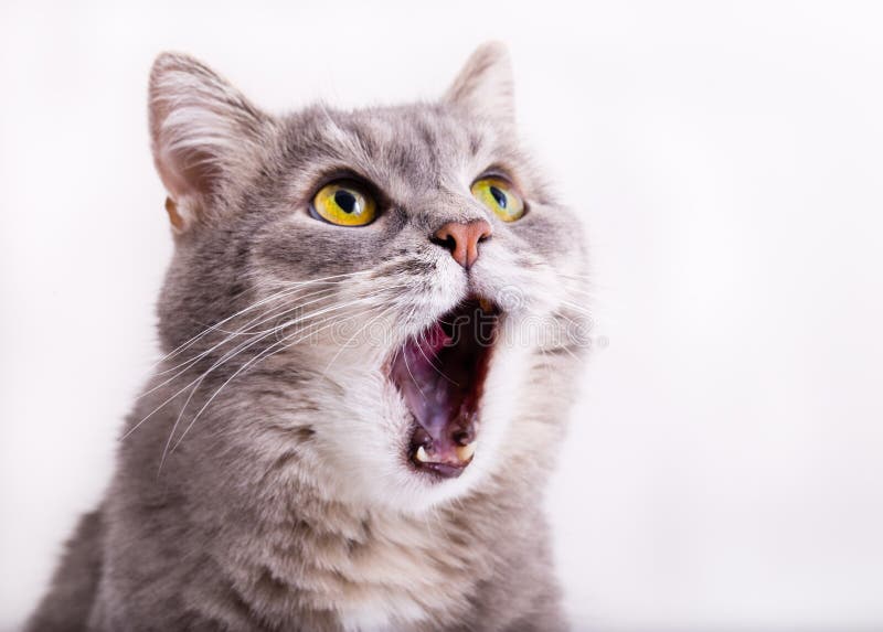 El gato gris mira para arriba, maullando y extensamente abriendo una boca fotos de archivo El gato gris mira para arriba, maullando y extensamente abriendo una boca fotos de archivo