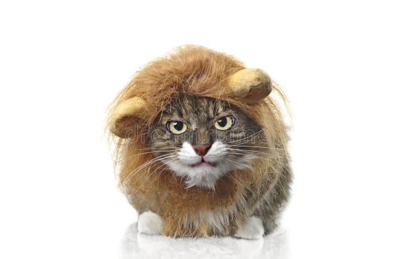 El gato Maine coon disfrazado de león con aspecto gruñón a la cámara imagenes de archivo El gato Maine coon disfrazado de león con aspecto gruñón a la cámara imagenes de archivo