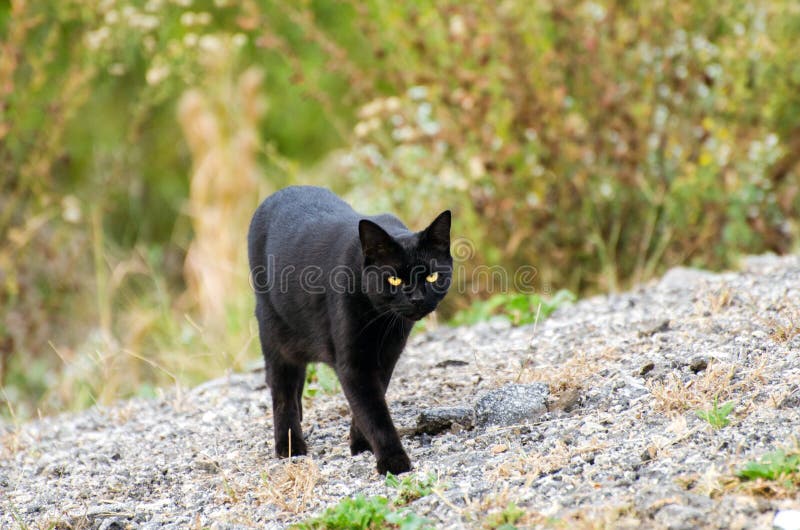 El gato negro cruza su camino