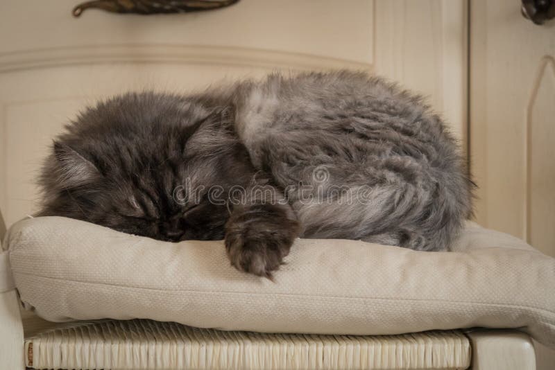 El gato persa gris duerme en la almohada beige linda foto de archivo libre de regalías El gato persa gris duerme en la almohada beige linda foto de archivo libre de regalías