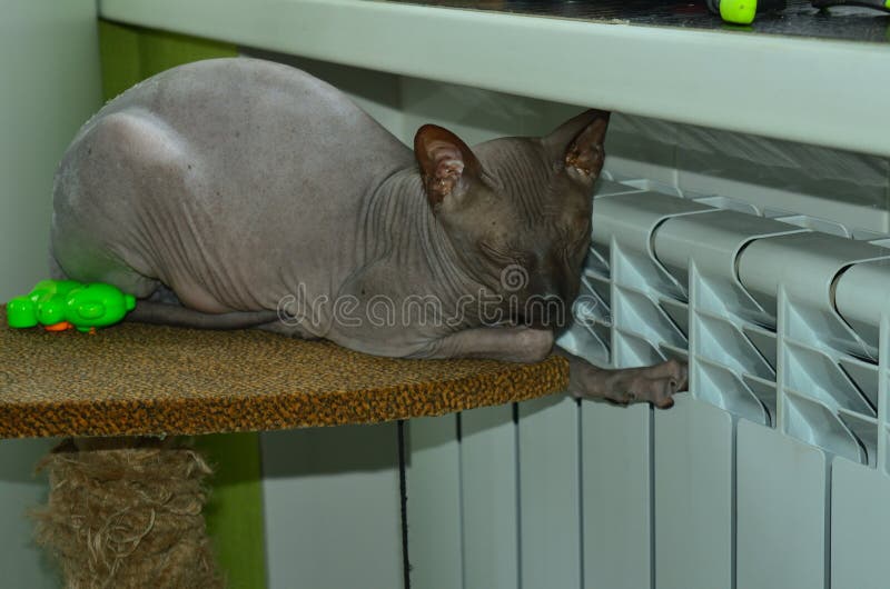 El gato se calienta cerca de la fuente de calor fotos de archivo libres de regalías El gato se calienta cerca de la fuente de calor fotos de archivo libres de regalías