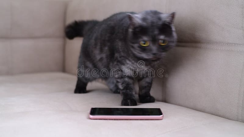 El gato se comporta agitado al lado de smartphone almacen de video