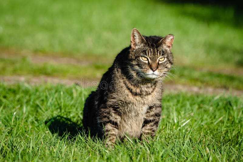 El gato se sienta en la exuberante hierba verde mirando a la cámara con una cara loca